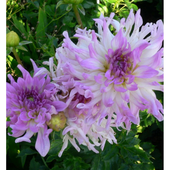 Bulbe de dahlia dentelle atalante sachet de 1 bulbe