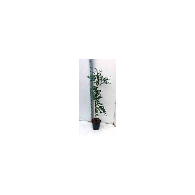 Eucalyptus gunnii (gommier bleu ou gommier cidre)   blanc - taille pot de 7 litres ? 120/140 cm