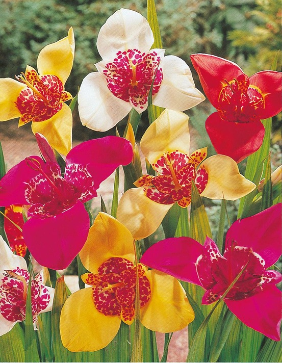 Tigridias - 20 bulbes