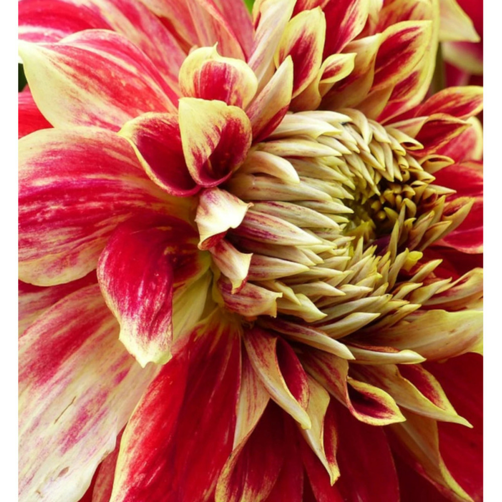 Bulbe de dahlia décoratif caballero sachet de 1 bulbe