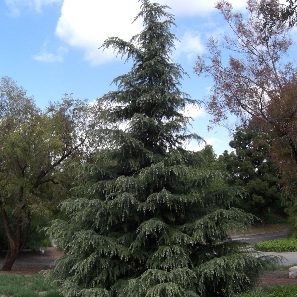 Cèdre de l'himalaya pot de 3l/4l