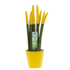 Sansevieria cylindrica - velvet touchz - pot décoratif jaune inclus - hauteur 20-40cm - pot 9cm