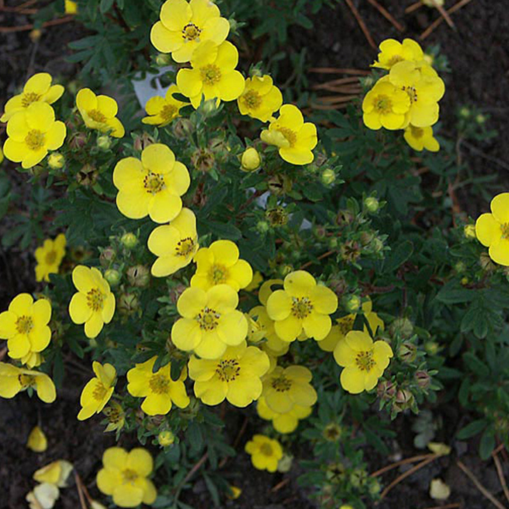 2 x potentille arbustive - potentilla fruticosa 'sommerflor' - 25-30 cm pot