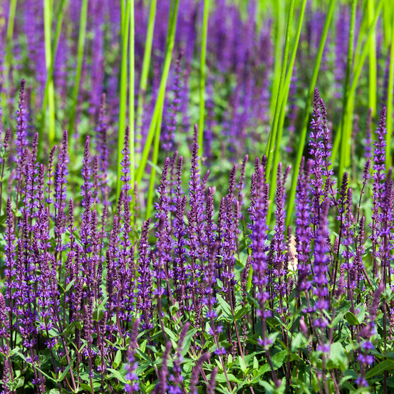 Lot de 3 - salvia nemorosa ostfriesland - sauge - fleurs violettes - hauteur 10-20 cm - pot 9x9 cm