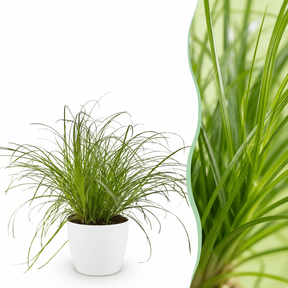 Cyperus alternifolius zumula - pet-friendly - pot de 12cm - hauteur 20cm - plantes d'intérieur