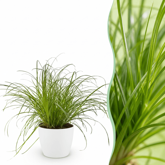 Cyperus alternifolius zumula - pet-friendly - pot de 12cm - hauteur 20cm - plantes d'intérieur