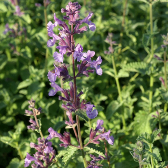 Herbe aux chats - menthe des chats walker's low, nepeta godet - 5/20 cm