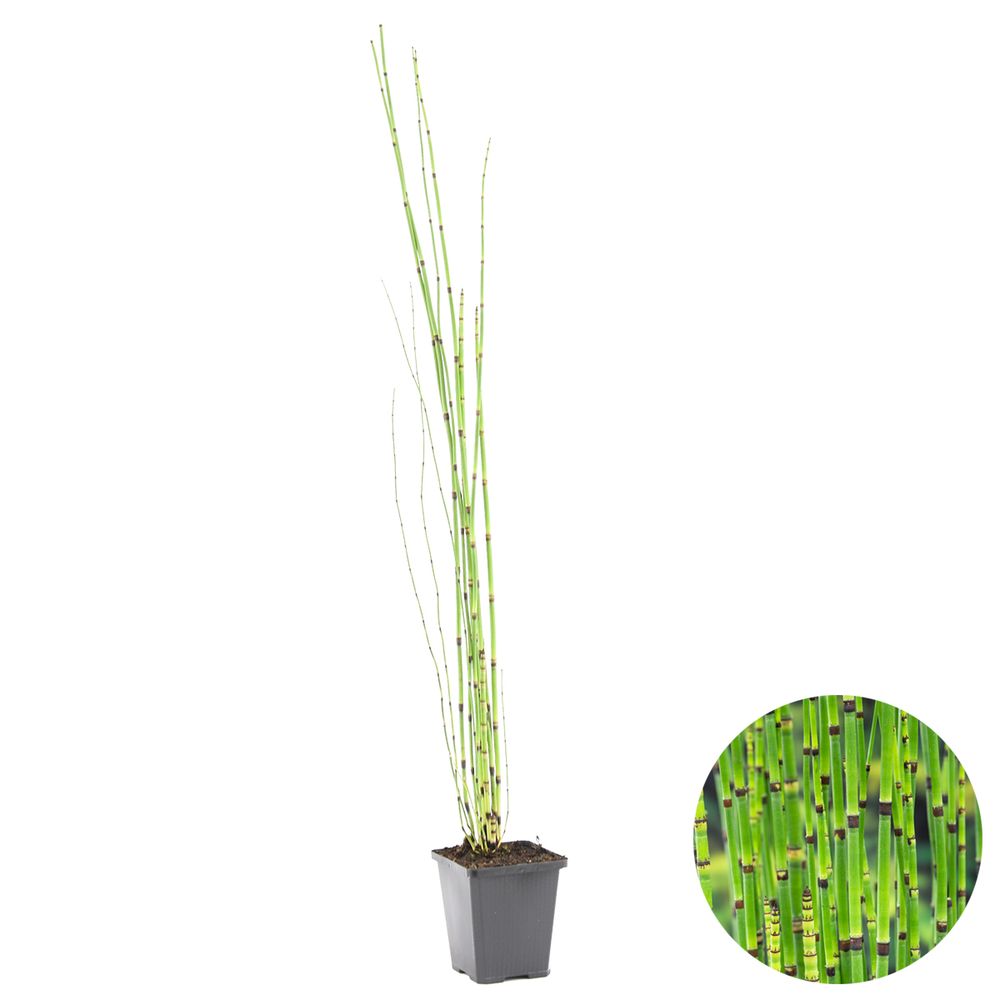 Equisetum Japonicum - Plante De Bassin - Tuyau Creux Japonais - ⌀9 Cm, 20-30 Cm - Entretien Facile