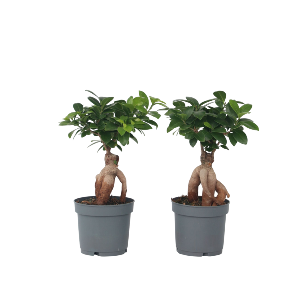 Bonsaï - set de 2 - ficus microcarpa - hauteur 30-40cm - ⌀12cm