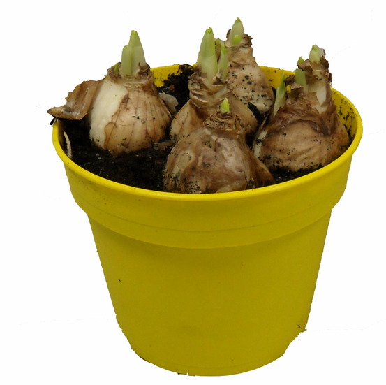 Narcisse tête à tête pot 12 cm