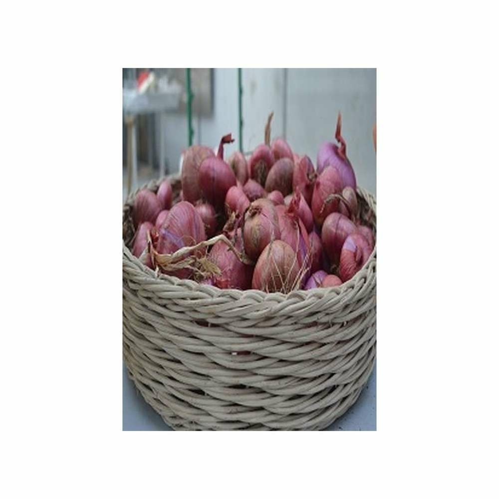 Graines d'oignon rouge d'abbeville
