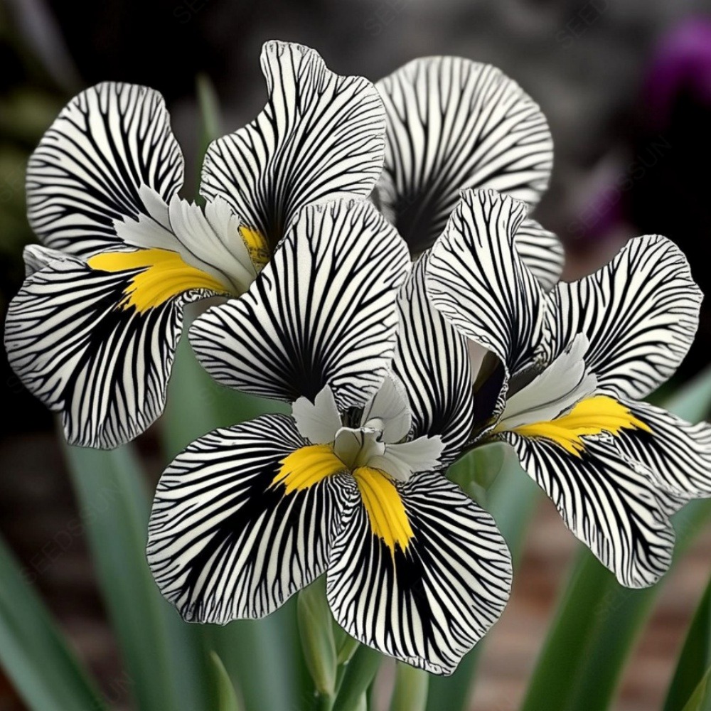 Graines de fleurs orchidée à rayures cendre 100 grains * 5 sachets