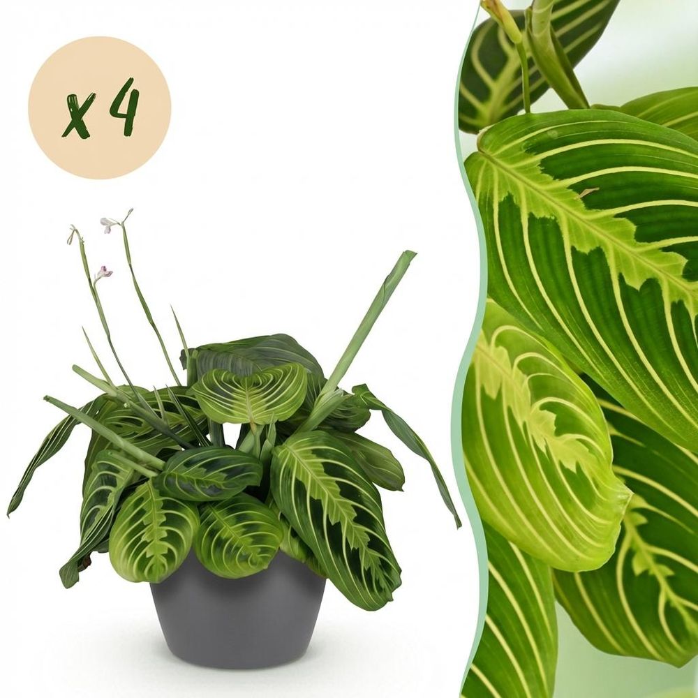 Maranta fascinator lemon lime - pet-friendly - plante de prière - pot de 12cm - hauteur 25-35cm - plantes d'intérieur