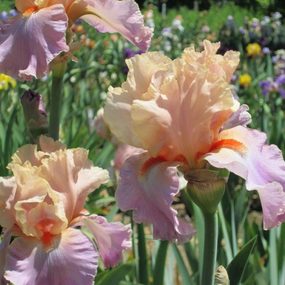Iris des jardins melrand pot de 1 litre