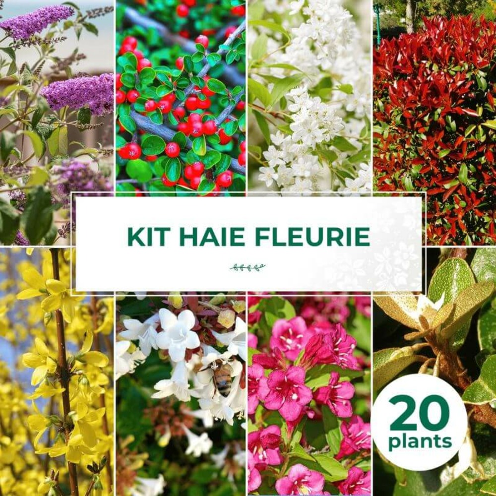 Kit haie fleurie - 20 jeunes plants - 20 jeunes plants : taille 20/40cm