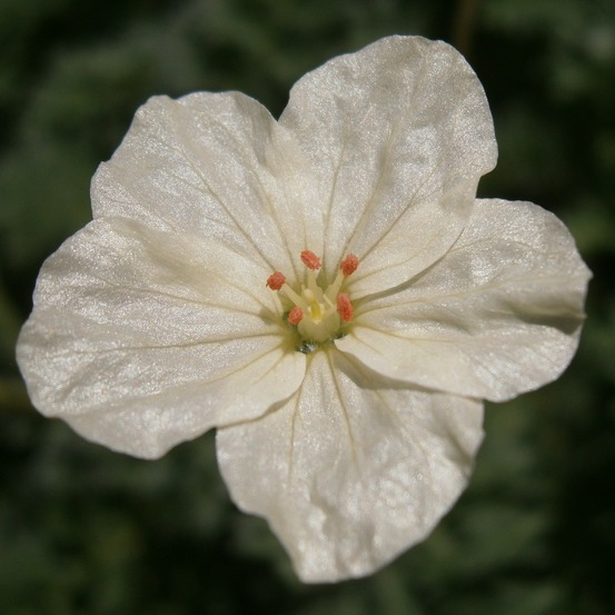 Érodium à fleurs d'or godet de 8/9 cm