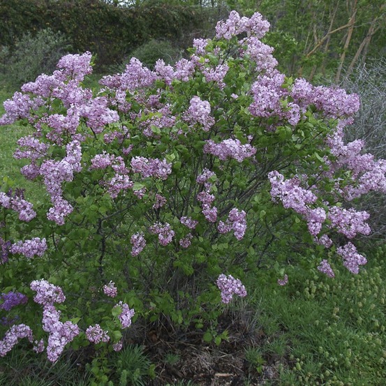 Lilas à fleurs de jacinthe 'maiden's blush' pot de 4l/5l, buisson, 3/4 branches