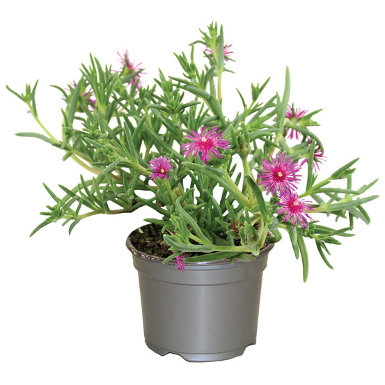 Delosperma cooperi pot 10,5 cm