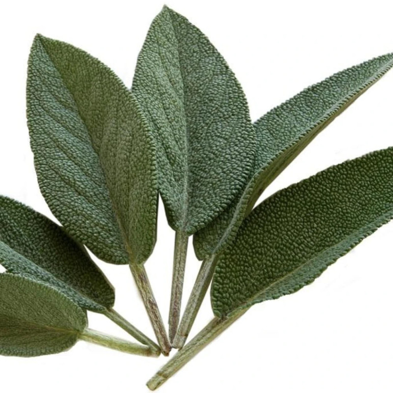 Sauge officinale - prêt à consommer pot de 1 litre