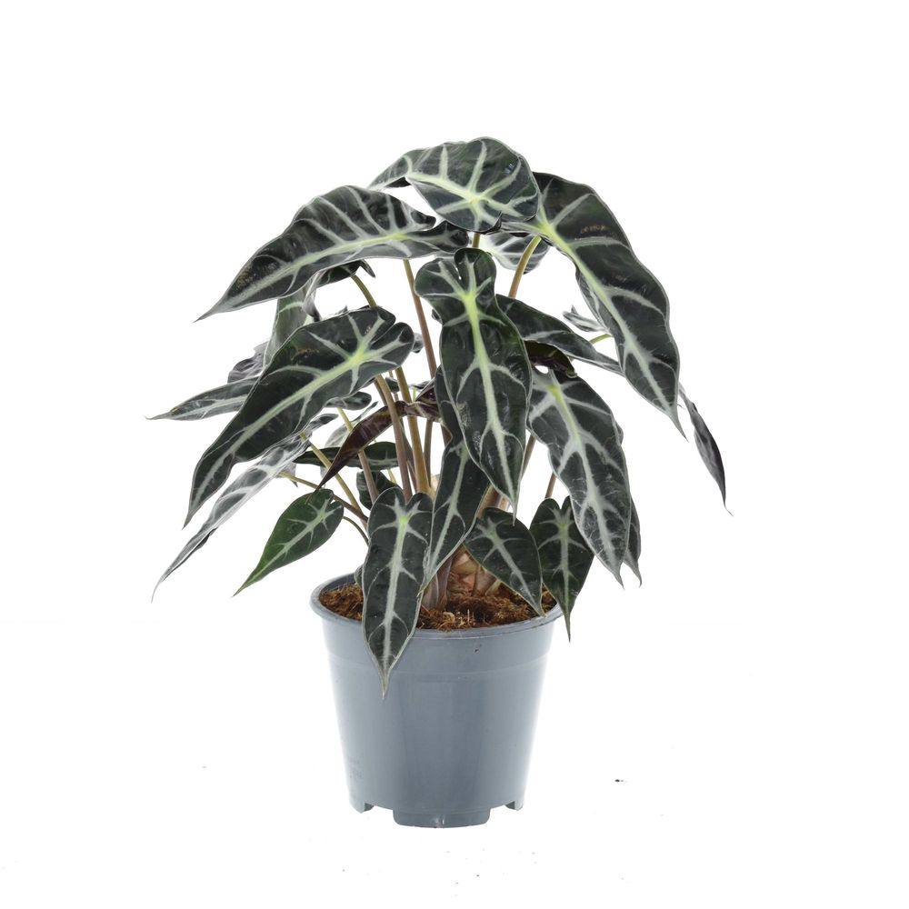 Alocasia bambino arrow - ø14cm - ↕40cm - plantes d'intérieur