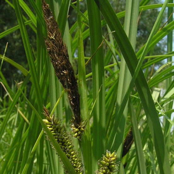 Laîche des rives godet - 5/20 cm