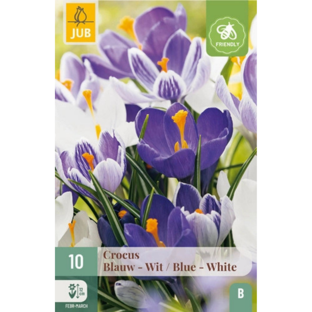 Mix de 10 crocus bleus et blancs