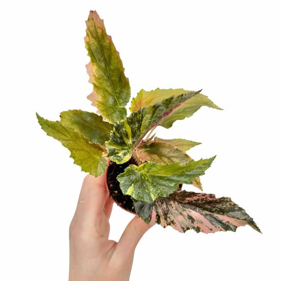 Begonia ginny galaxy variegata - pot de 7cm - plantes d'intérieur