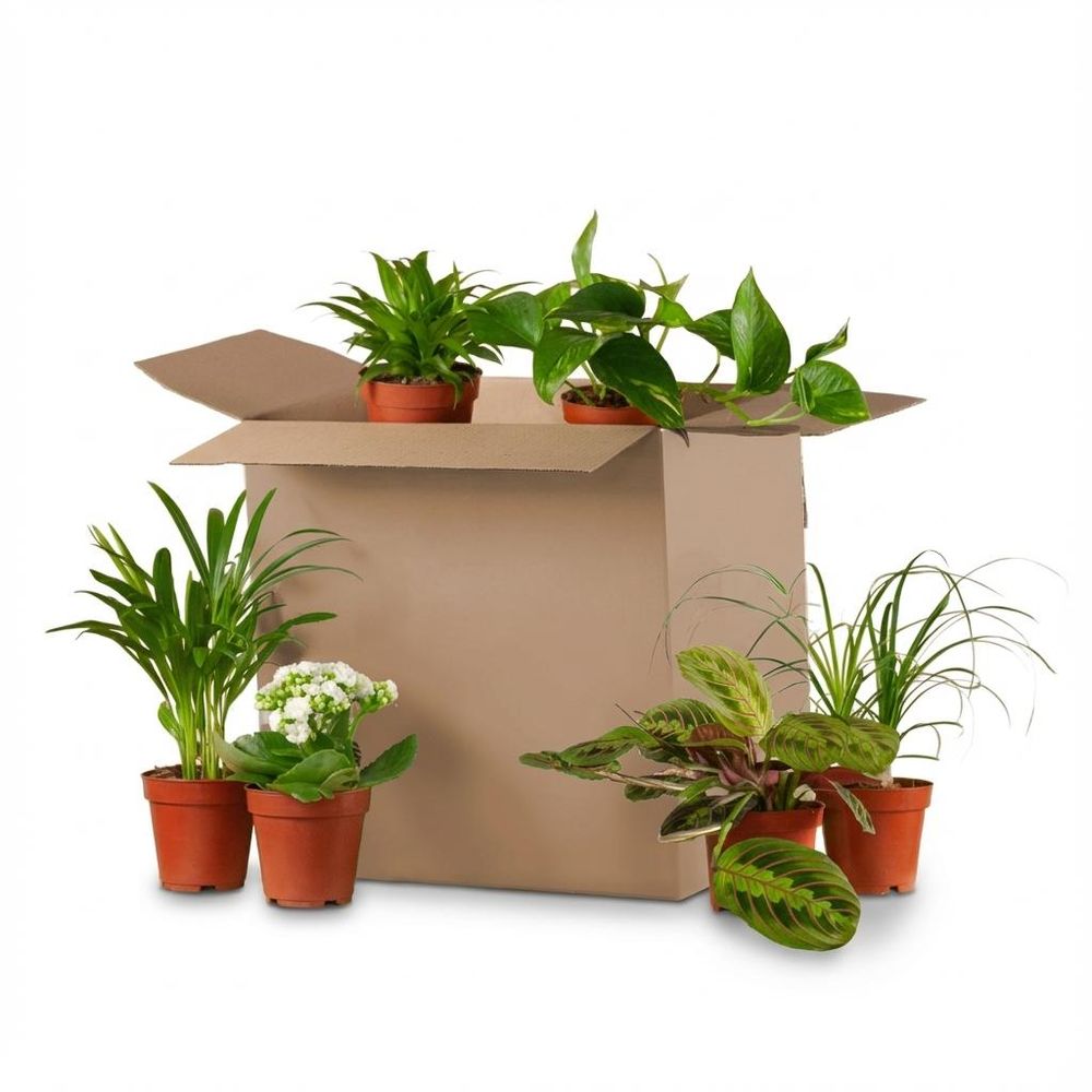 Box plantes deuxième chance - mix 6 plantes surprises à sauver - plantes d'intérieur
