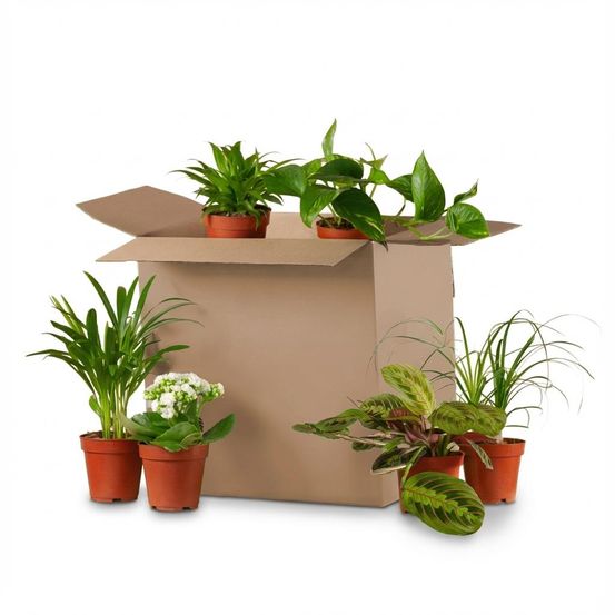 Box plantes deuxième chance - mix 6 plantes surprises à sauver - plantes d'intérieur