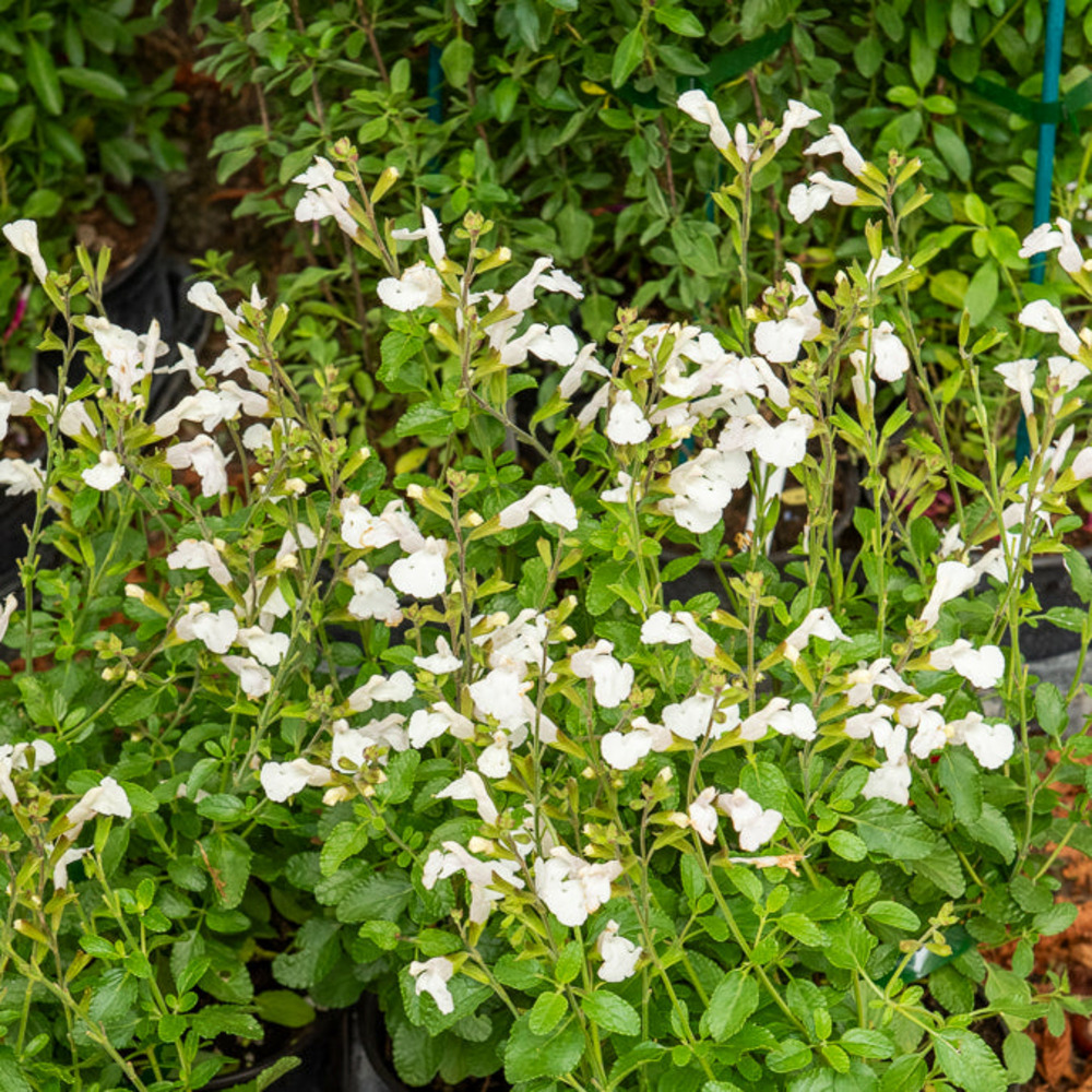 Sauge arbustive gletsjer - le pot / ø 9cm