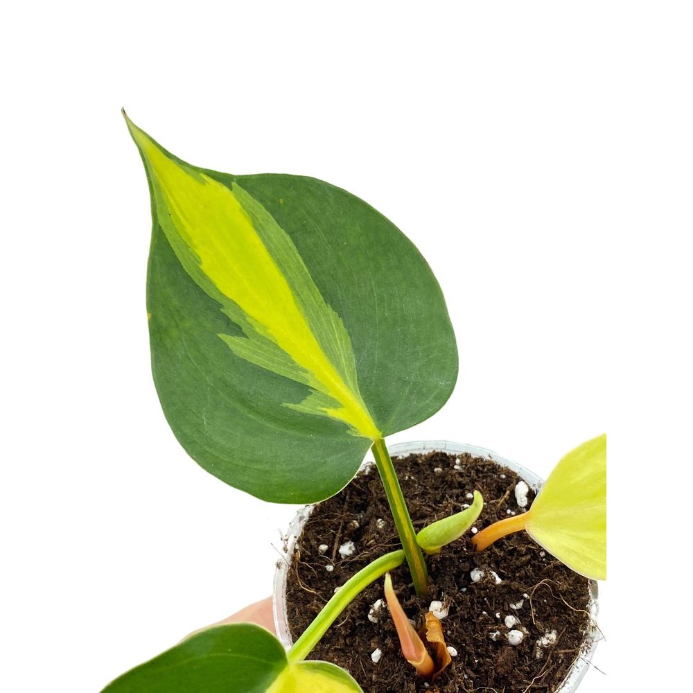 Philodendron brasil - pot de 6cm