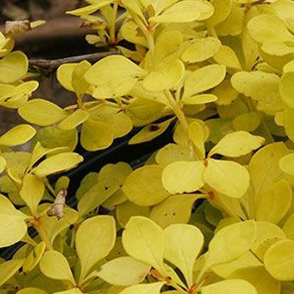 2 x épine-vinette de thunberg - berberis thunbergii 'aurea' - 15-20 cm pot