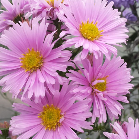 6 x aster grand d'automne - aster novi belgii 'sarah ballard' - godet 9cm x 9cm