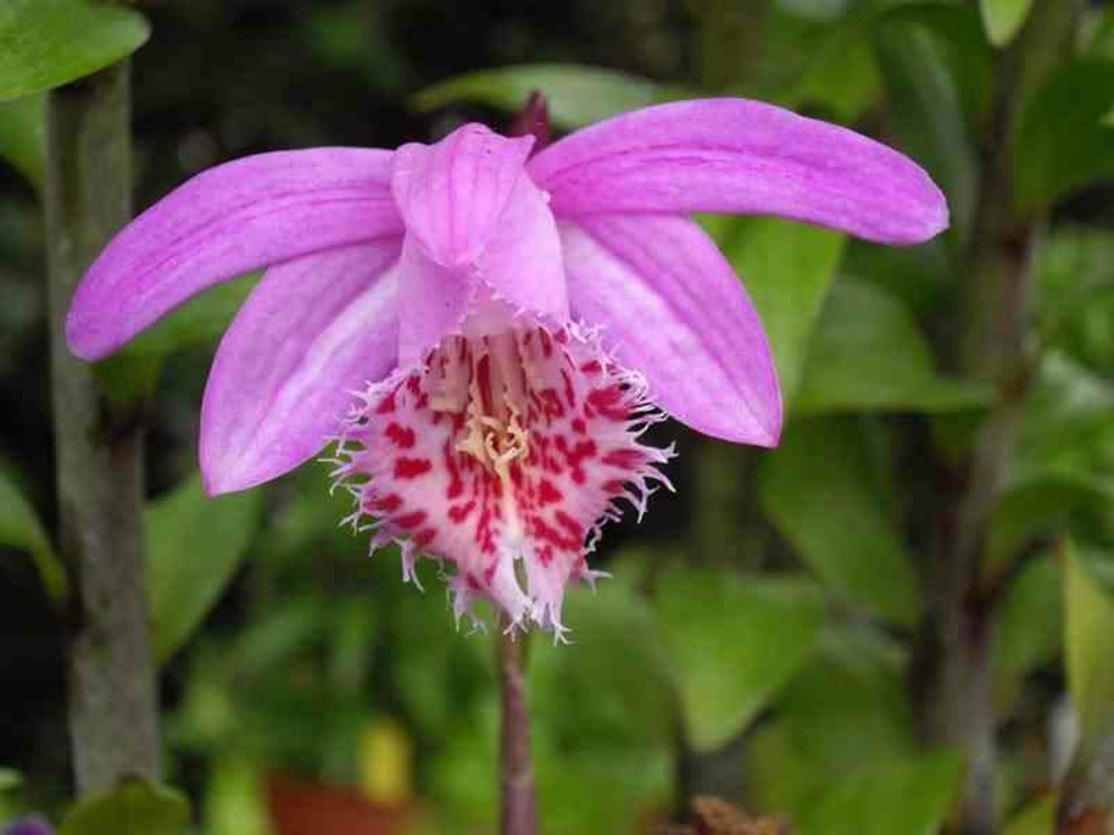 Pléione 'bulbocodiodes' pot de 1 litre - 0/40 cm