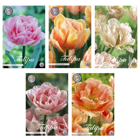 Tulipes doubles - 35 bulbes mix