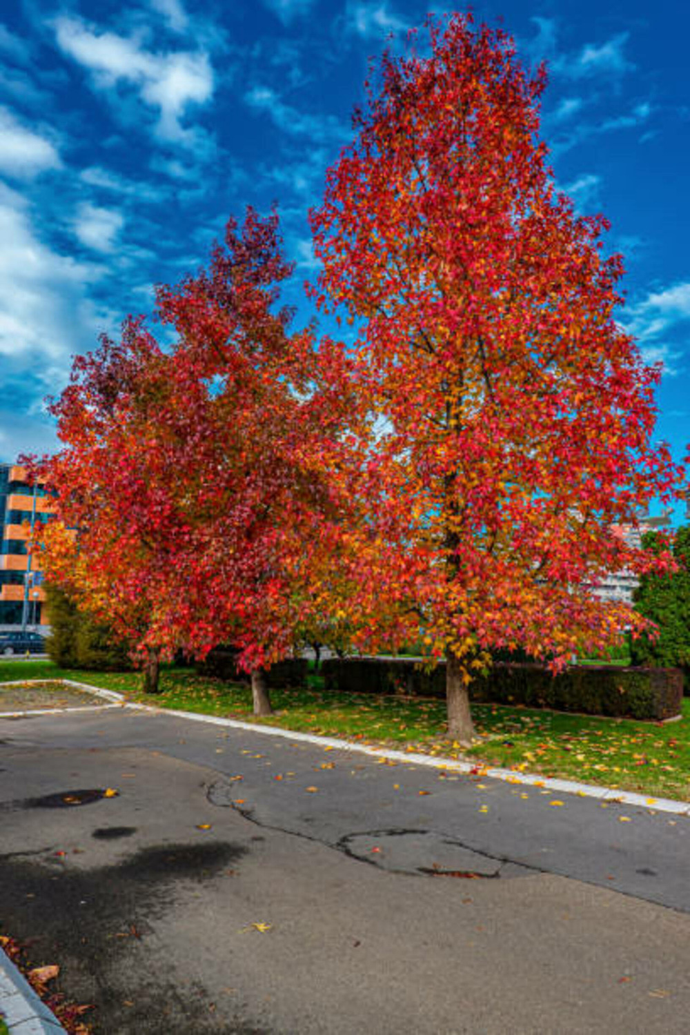 Liquidambar styraciflua paarl c15l baliveau 150/250 cm (hors pot)