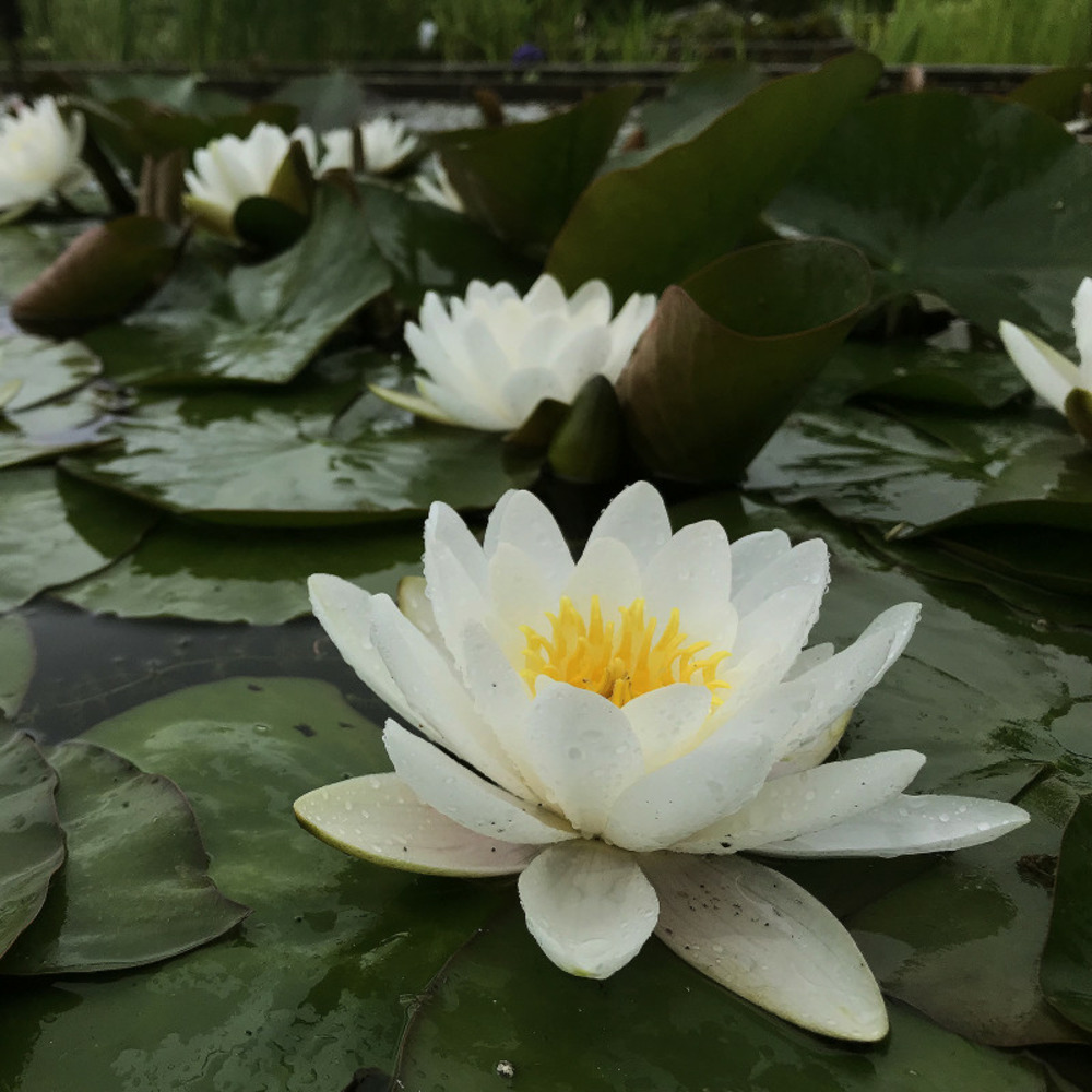 Nymphaea 'marliacea albida' - nénuphar mature en racines nues