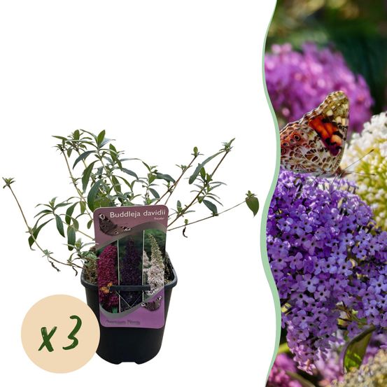 Arbre aux papillons - lot de 3 - pot 17 cm - hauteur 30 cm - plante d'extérieur