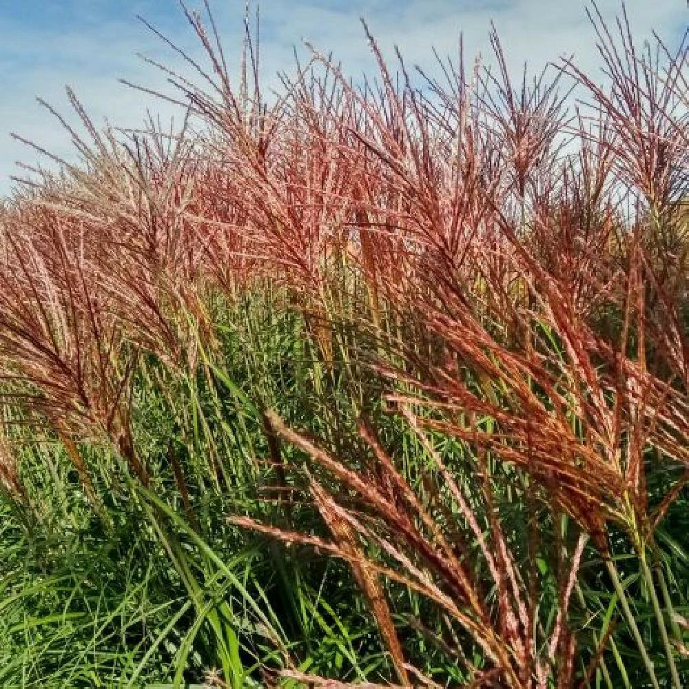 Miscanthus, roseau de chine red zenith godet - 5/20 cm