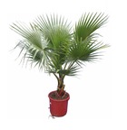 Palmier du mexique, washingtonia robusta h-50/110 cm