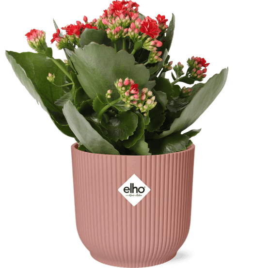 Mother's day - kalanchoe rosalina don justino rood + elho vibes fold 14cm roze - plantes d'intérieur