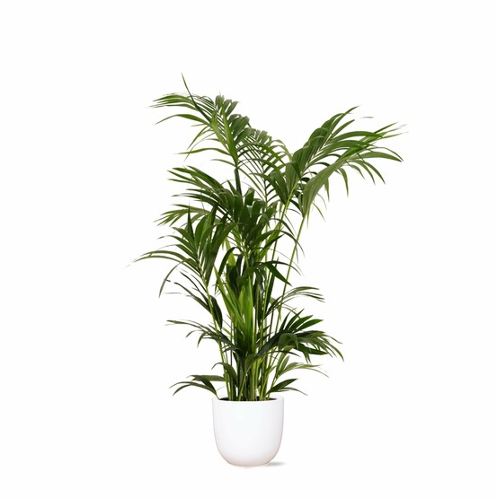 Kentia palm et son pot blanc - hauteur 160cm