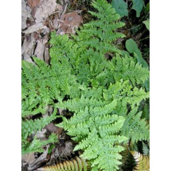Polystic dilaté 'crispa whiteside' pot de 2l/3l