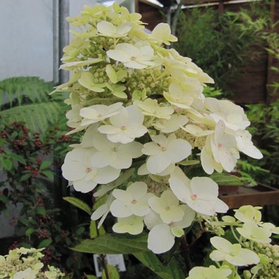Hortensia paniculé 'unique' pot de 2l/3l