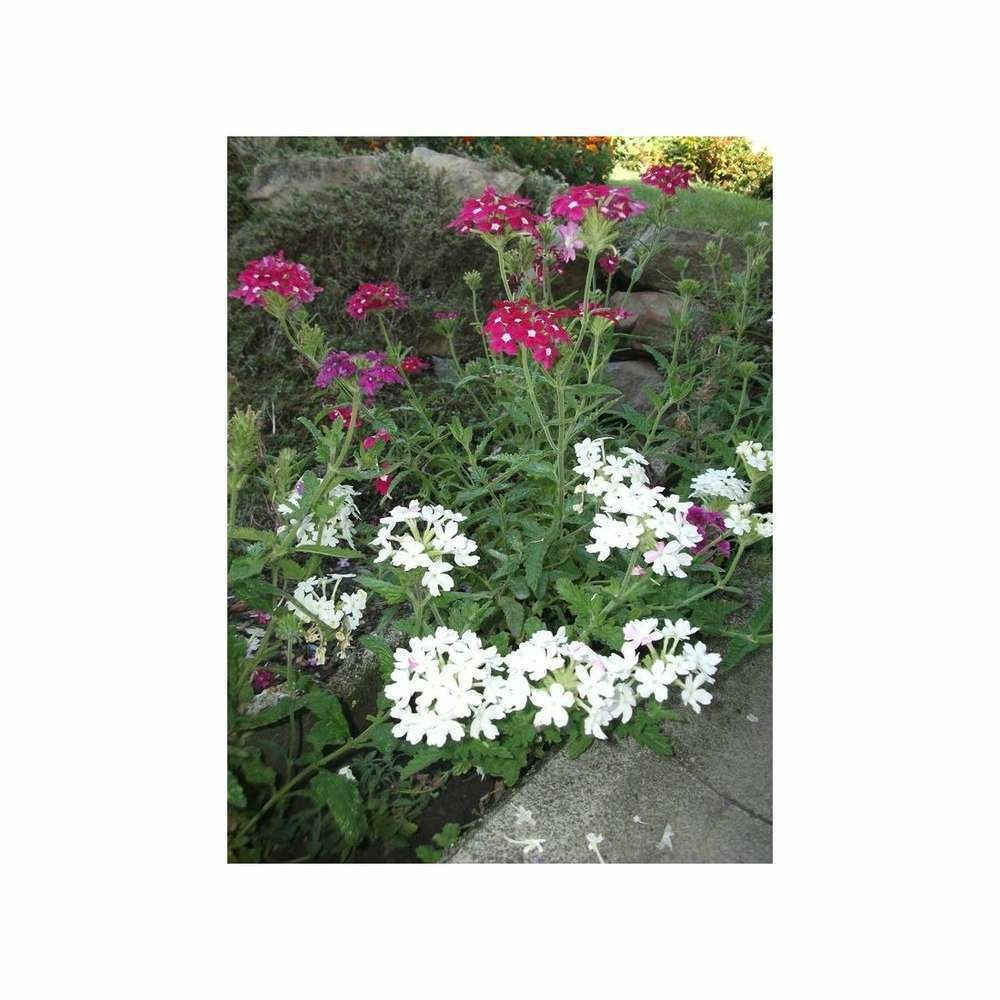 Verveine hyb à grande fleur variée