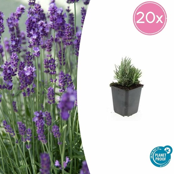 Lavande angustifolia 'dwarf blue' x20 – entre 1,25 et 1,67m2