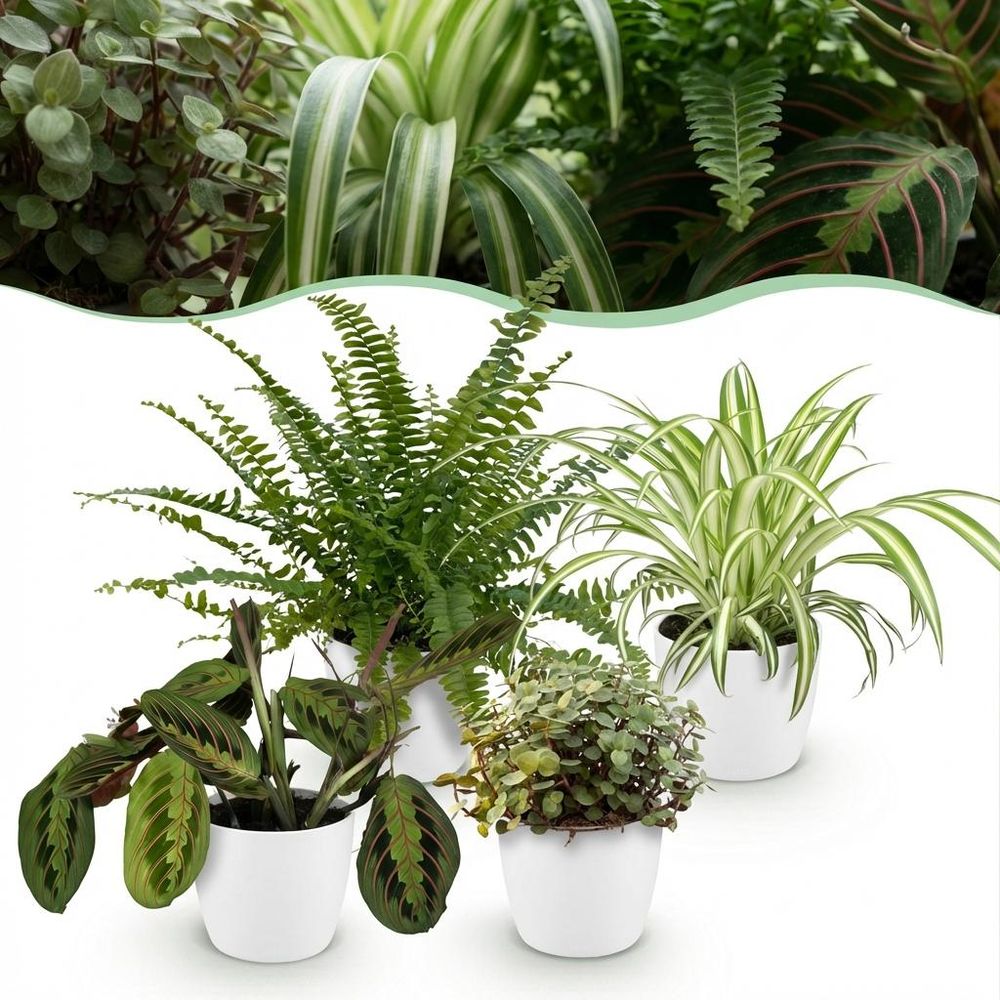 Chlorophytum - maranta - calissia - nephrolepsis - pet-friendly - pot de 12cm - hauteur 25cm - plantes d'intérieur