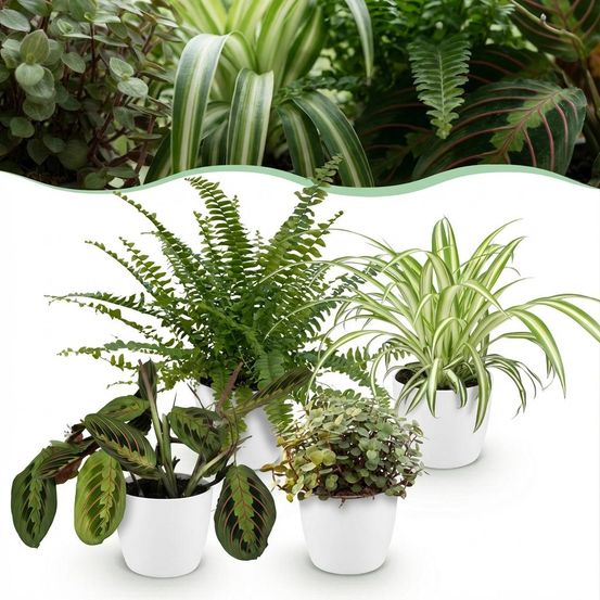 Chlorophytum - maranta - calissia - nephrolepsis - pet-friendly - pot de 12cm - hauteur 25cm - plantes d'intérieur