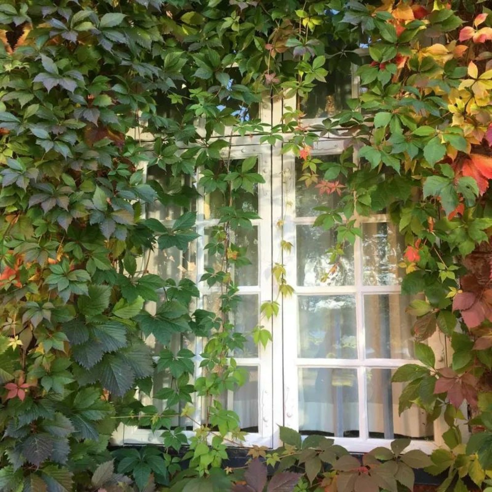 Vigne vierge commune