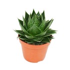 Aloe "cosmo" - aloès sphérique - pot 12cm - plante d'intérieur succulente